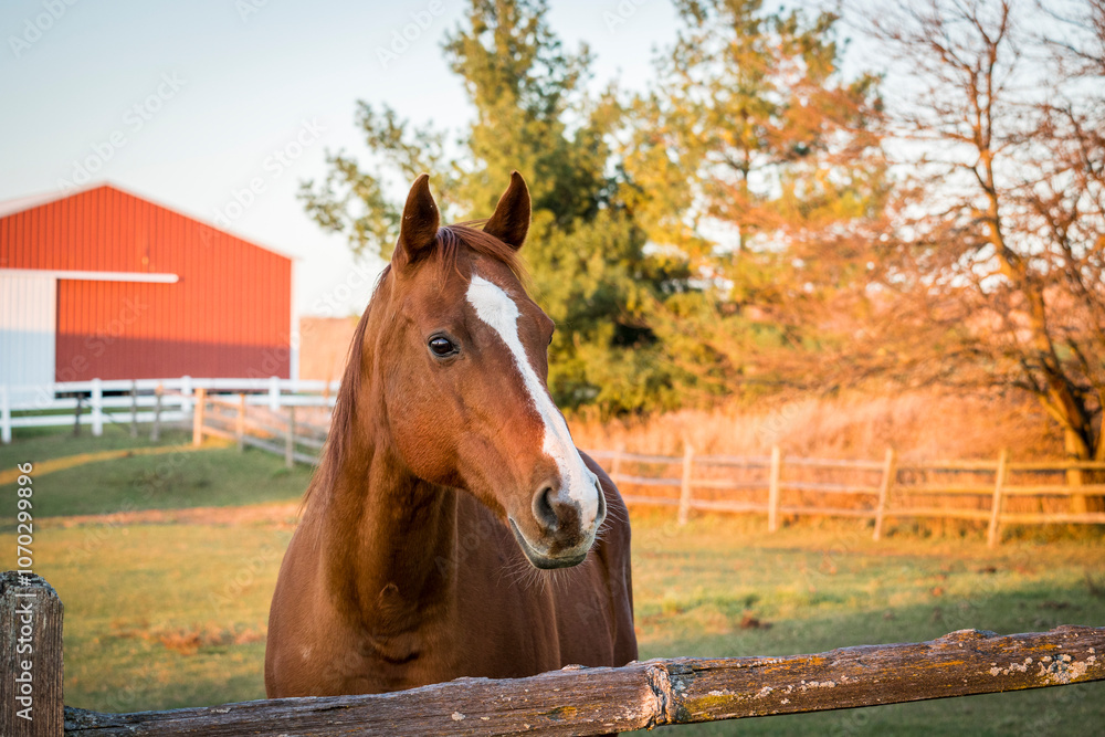 Fototapeta premium A Thoroughbred horse looking curiously over a fence with a shed in the background. 