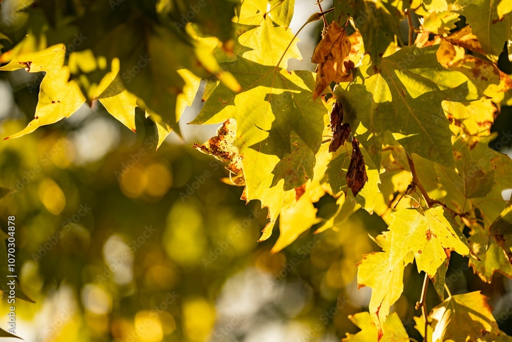 Obraz premium Golden autumn leaves basking in sunlight, creating a warm and serene atmosphere.