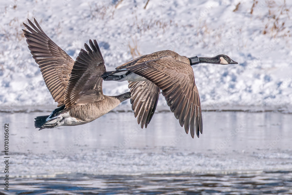 Canada geese pair in flight above winter frozen river 1 Canada geese pair in flight above winter frozen river 1