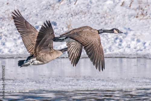 Canada geese pair in flight above winter frozen river 1