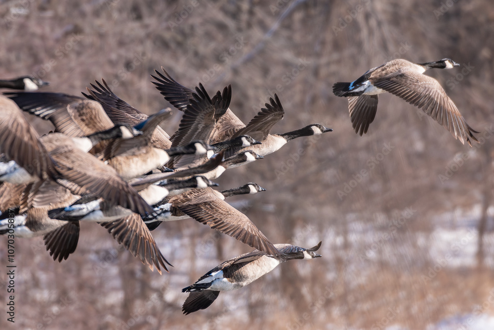 Obraz premium Canada geese skein flying against trees 1
