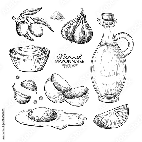 Mayonnaise sauce vector drawing. Organic homemade mayo cream ingredients sketch.