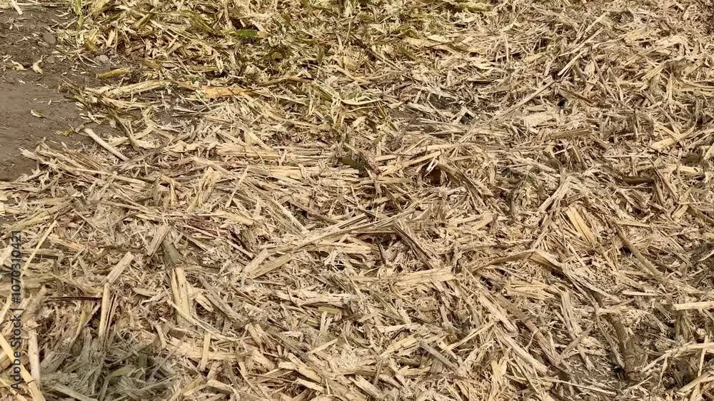 Sugarcane crop. Sugarcane peels. After extracting the sugarcane juice, the sugarcane peel is dried in the sun. After drying it is used in burning. Beautiful 4K Footage.	