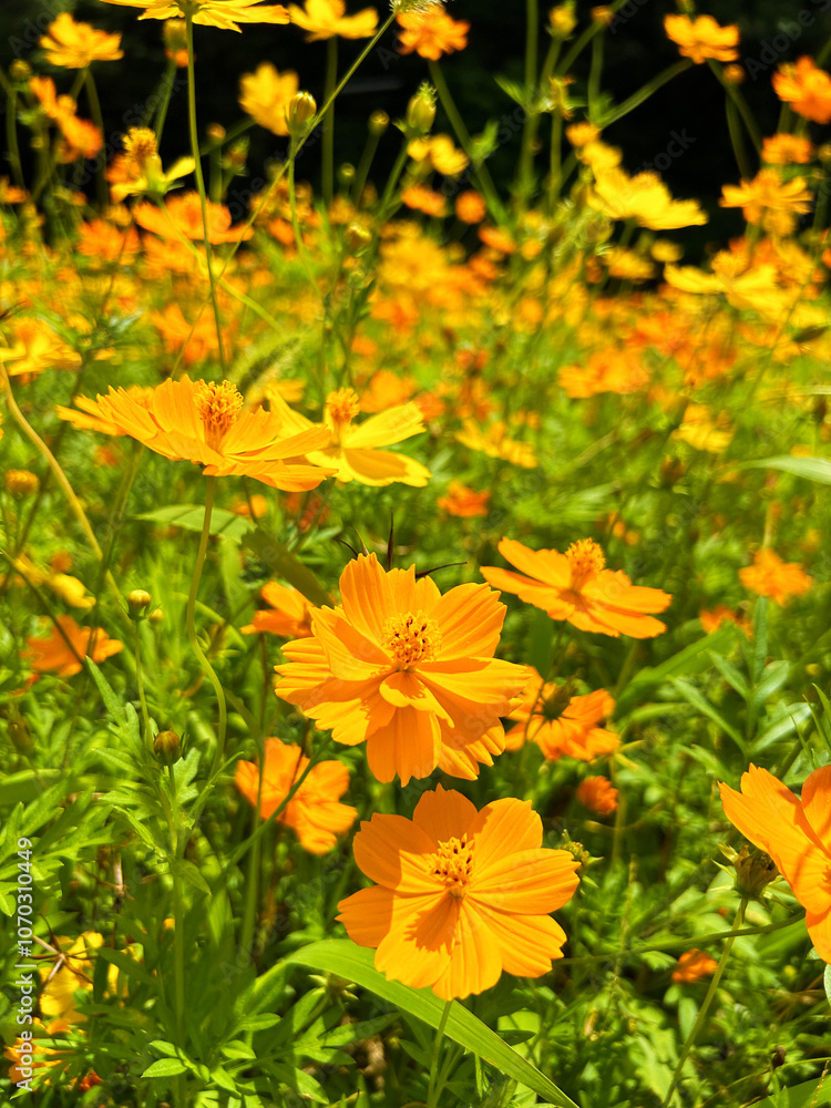 キバナコスモスの群生