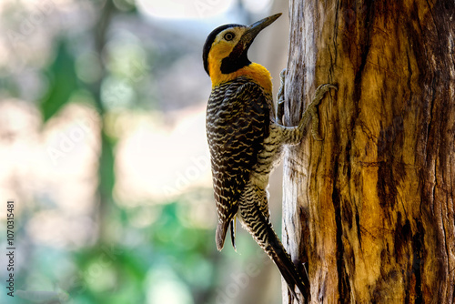 Feldspecht - Colaptes Campestris photo