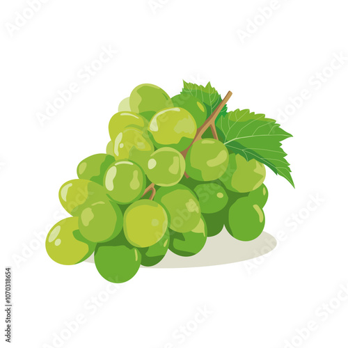 Vector illustration of green grape
