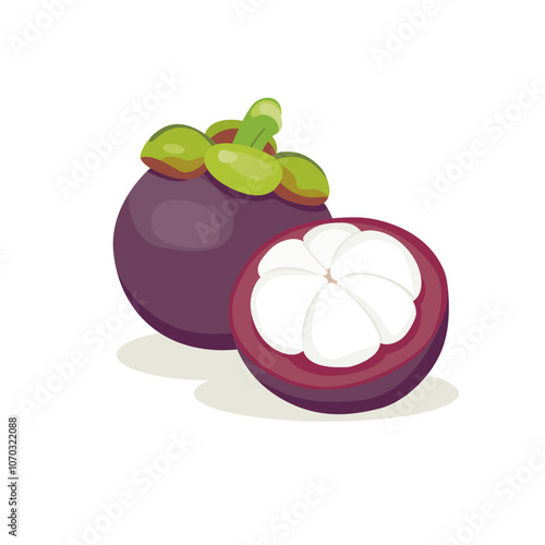 Vector illustration of mangosteen