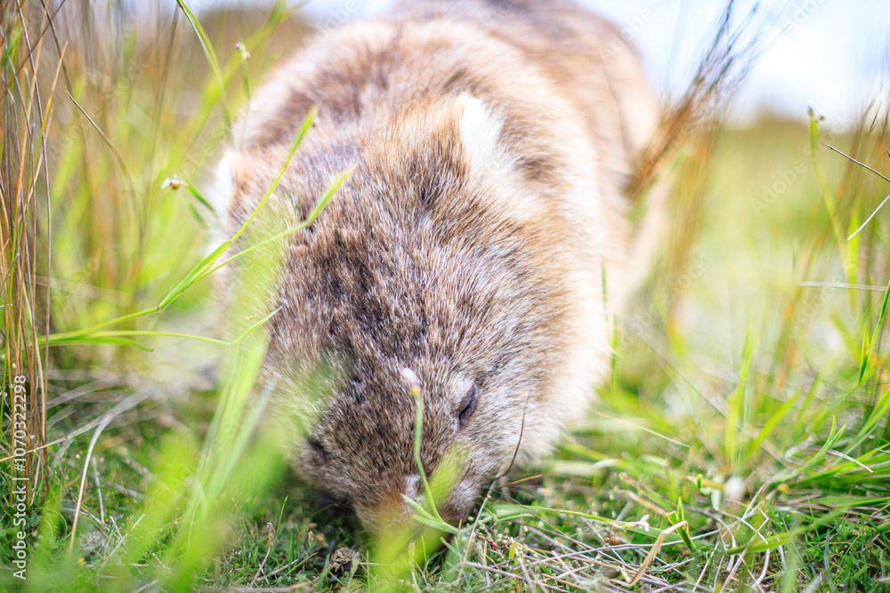 The Gentle Giant: A Close-Up of a Wombat Grazing The Gentle Giant: A Close-Up of a Wombat Grazing