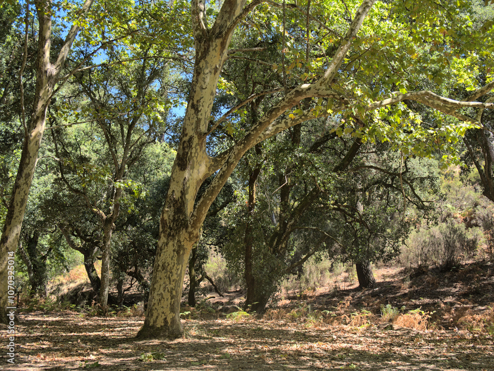 A group of trees in Mafra's park (Tapada de Mafra) in Mafra, Portugal. A group of trees in Mafra's park (Tapada de Mafra) in Mafra, Portugal.