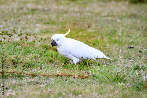 A Sulphur-Crested Cockatoo Foraging in a Lush Green Field