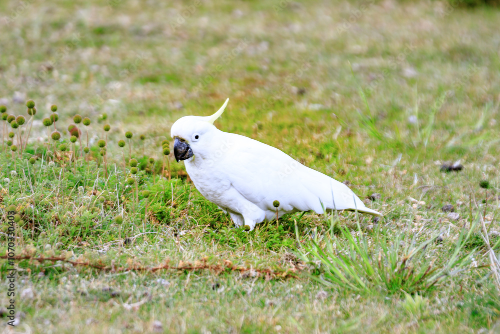 A Sulphur-Crested Cockatoo Foraging in a Lush Green Field