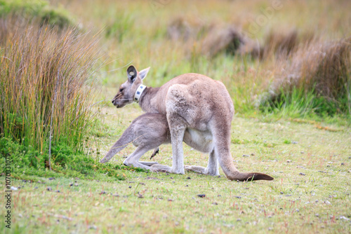 Kangaroo with Joey in Grassy Habitat Feeding, Wilson Prom, Australia