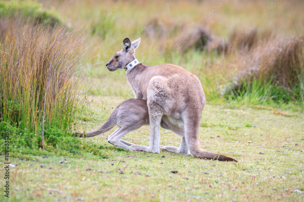 Kangaroo with Joey in Grassy Habitat Feeding, Wilson Prom, Australia Kangaroo with Joey in Grassy Habitat Feeding, Wilson Prom, Australia