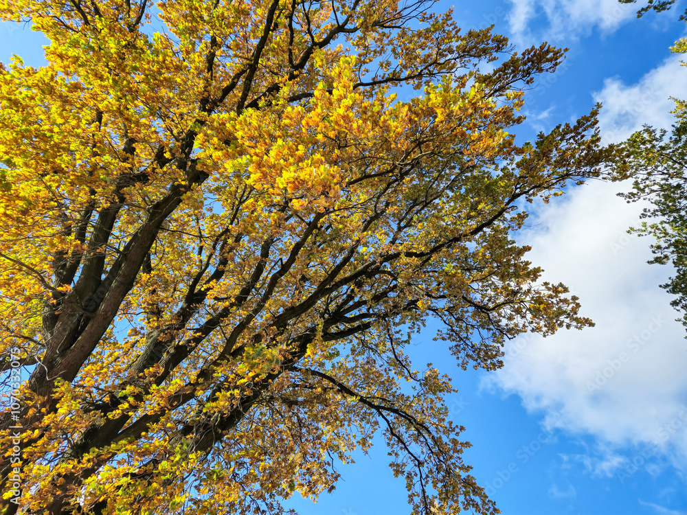 A beautiful tree with golden leaves against a blue sky, embodying the essence of autumn. The vibrant colors and clear weather create a stunning natural backdrop. A beautiful tree with golden leaves against a blue sky, embodying the essence of autumn. The vibrant colors and clear weather create a stunning natural backdrop.