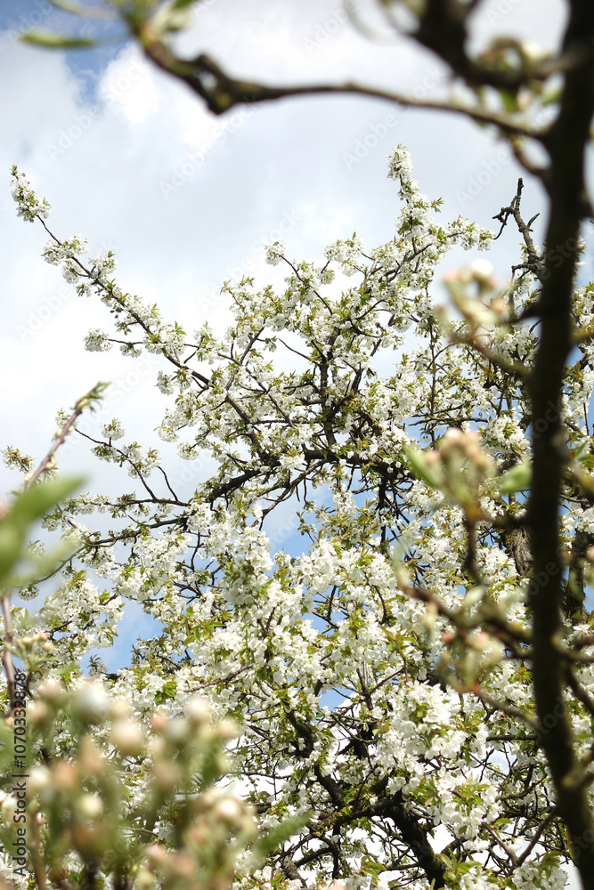White cherry blossom flowers on the tree White cherry blossom flowers on the tree