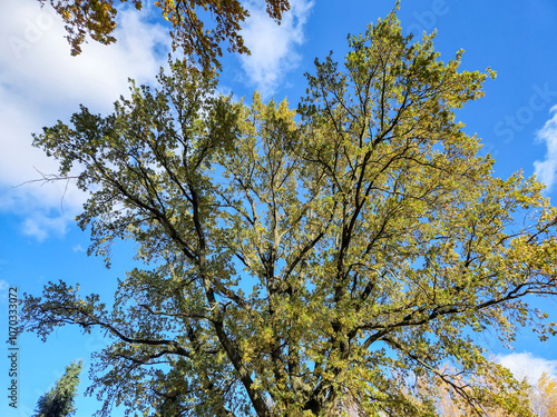 A vibrant tree reaching towards the blue sky, showcasing its lush green leaves against the backdrop of fluffy white clouds. A perfect representation of nature's beauty.