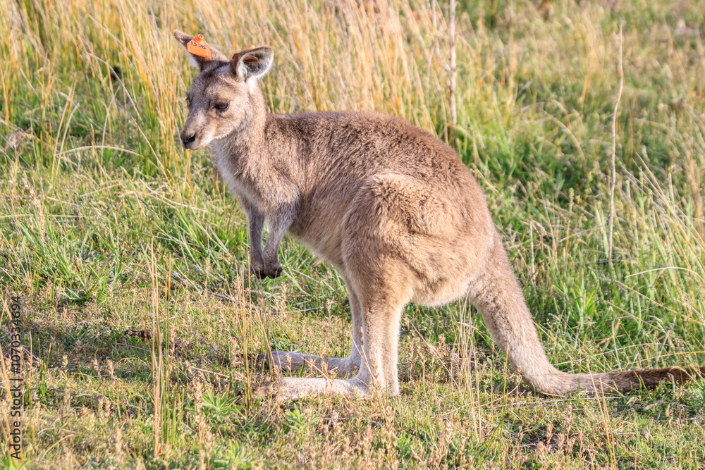A Curious Encounter: A Kangaroo Poses in the Australian Outback, Wilson Prom, Australia A Curious Encounter: A Kangaroo Poses in the Australian Outback, Wilson Prom, Australia
