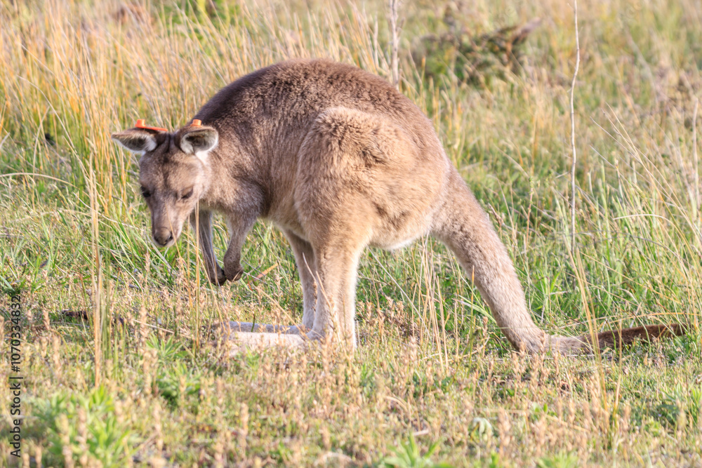 A Curious Encounter: A Kangaroo Poses in the Australian Outback, Wilson Prom, Australia A Curious Encounter: A Kangaroo Poses in the Australian Outback, Wilson Prom, Australia