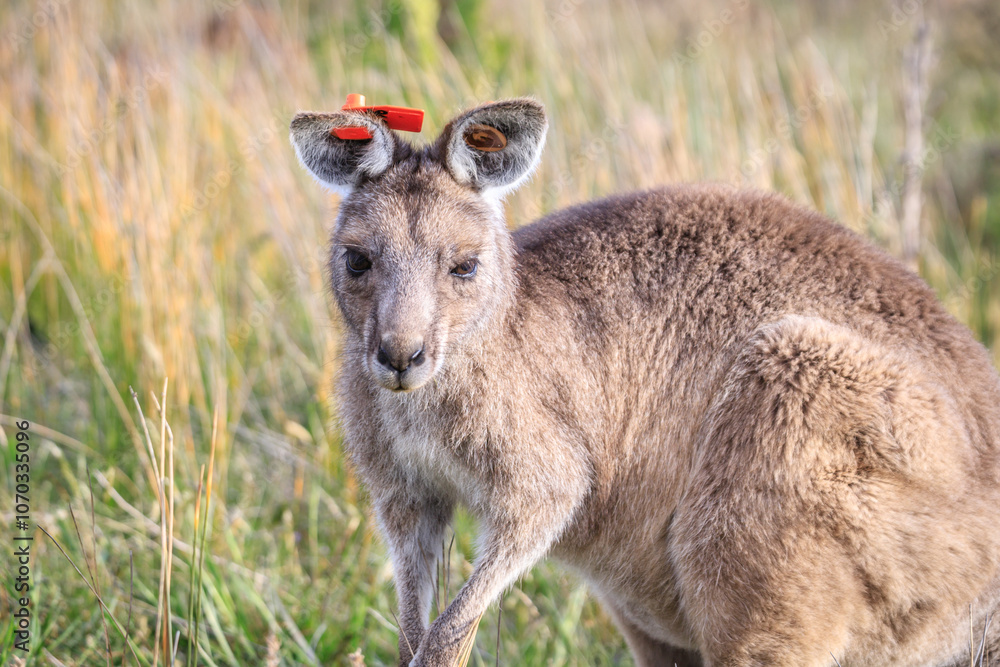 Fototapeta premium Eastern Grey Kangaroo with a Tagged Ear, Wilsons Prom, Australia
