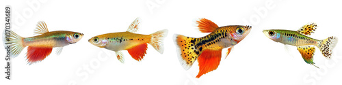 Colorful Tropical Fish Swimming in Vibrant Aquarium with Underwater Nature Background  Diverse school of ornamental freshwater and saltwater fish like guppy molly platy swordtail tetra danio