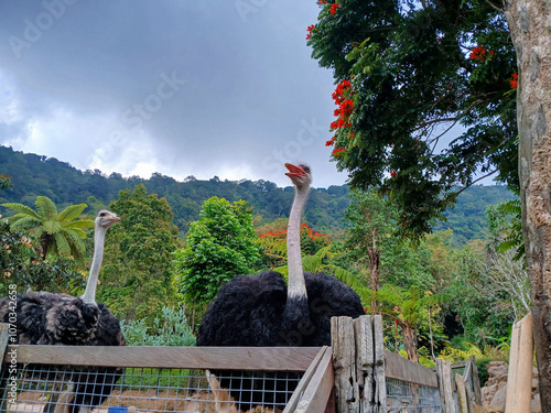 Two ostriches stand in a fenced enclosure surrounded by lush greenery and vibrant red flowers, with a mountainous backdrop under a cloudy sky. photo