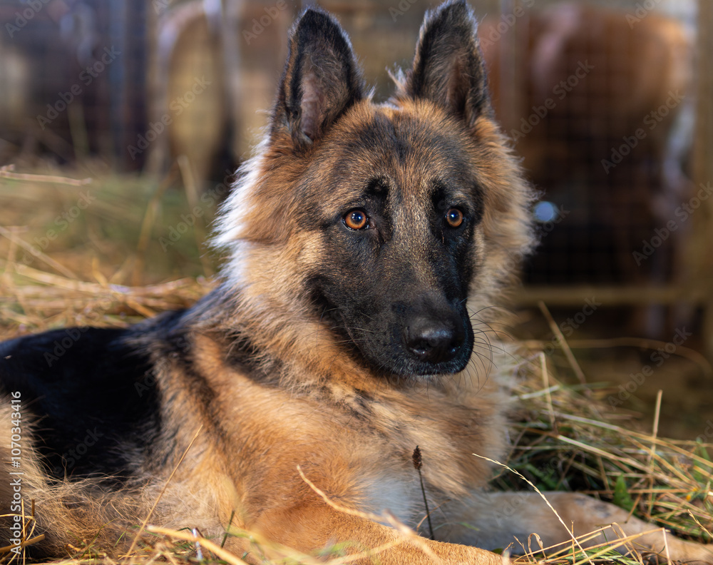 Beautiful German shepherd from a cattle farm resting on a pile of straw. Beautiful German shepherd from a cattle farm resting on a pile of straw.