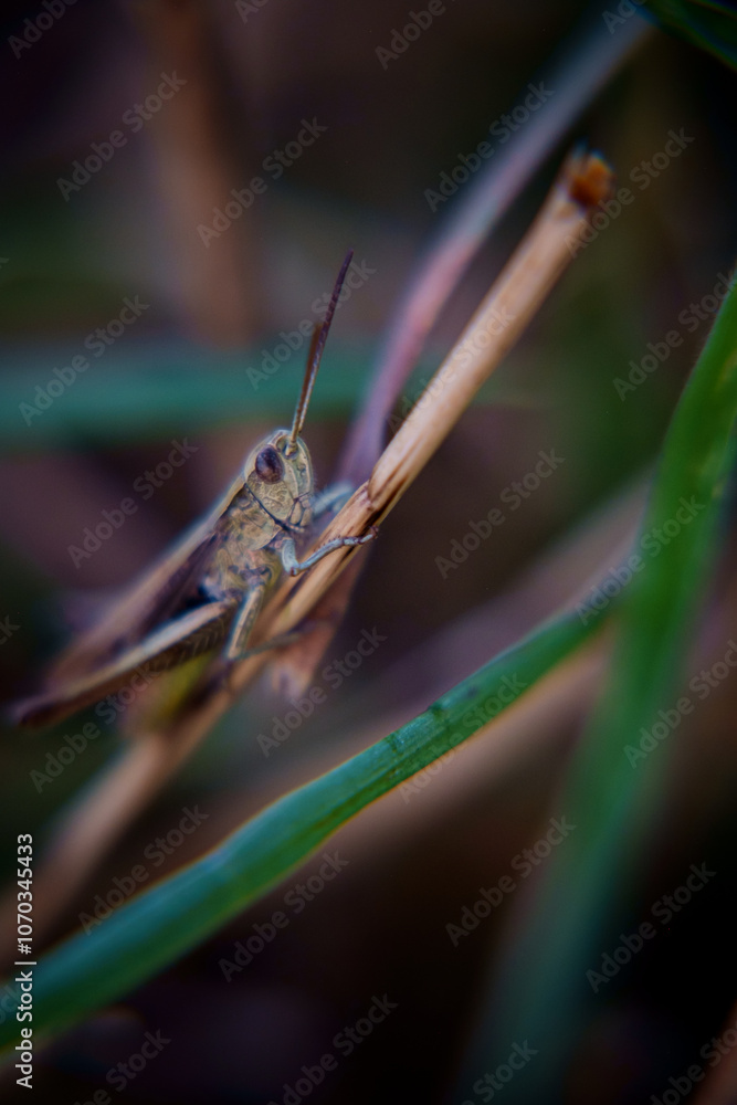 Naklejka premium grasshopper