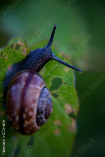 snail on a leaf