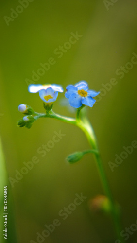 forget me not