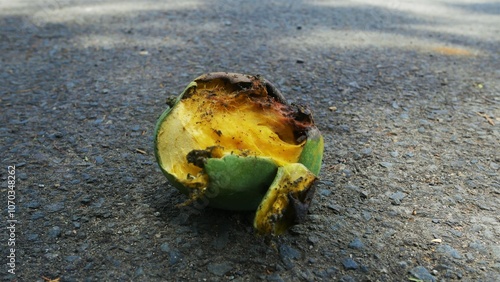 Rotten Mango on Asphalt - Symbol of Decay and Nature's Cycle