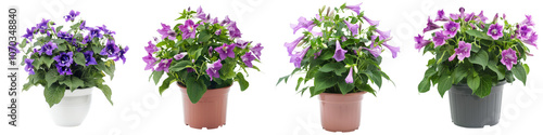 Stunning vibrant purple flowers bouquet in ceramic pots on a bright white background The floral arrangement features a variety of blooming flowers including petunias violets