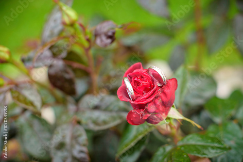 Wallpaper Mural Mise en scène d'alliances de mariage dans une rose rouge Torontodigital.ca