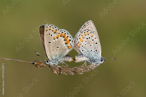 Wallpaper Mural Butterfly macro detail. Double butterfly macro on flower Torontodigital.ca