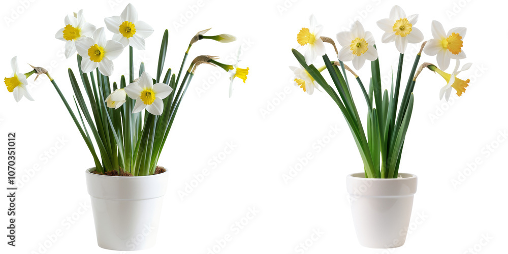 Gorgeous Bouquet of Fragrant Narcissus Flowers in a Ceramic Pot Displayed on a Bright and Airy Background Gorgeous Bouquet of Fragrant Narcissus Flowers in a Ceramic Pot Displayed on a Bright and Airy Background