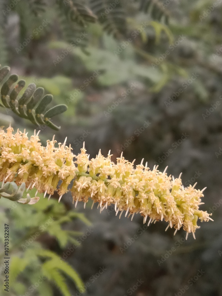 Naklejka premium prosopis juliflora flower or flower of the Mesquite.Mesquite flower pattern background 