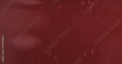 Closeup focus red car wash degreasing paint soak photo