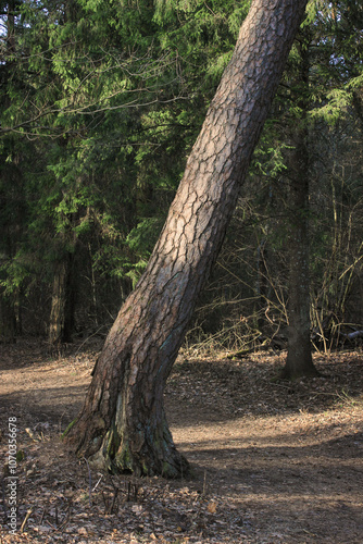 tree in the forest