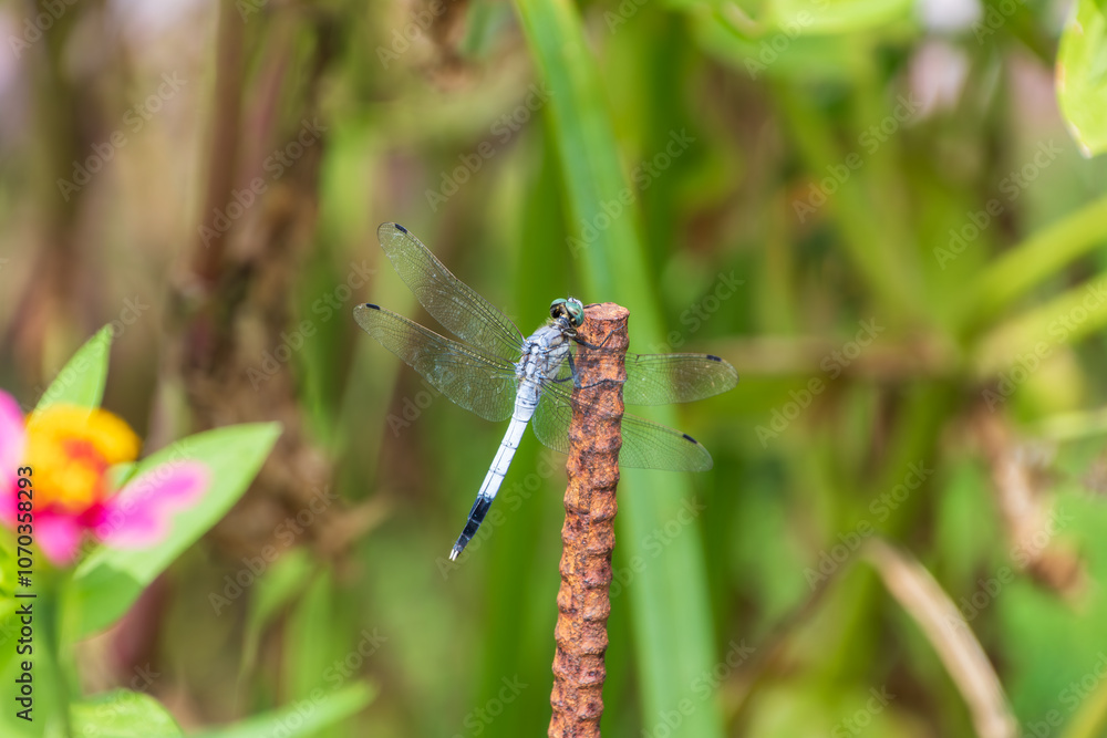 Blue Dragonfly Resting on Rusty Iron Rod Blue Dragonfly Resting on Rusty Iron Rod