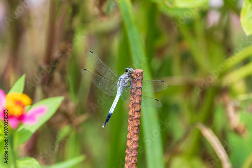 Blue Dragonfly Resting on Rusty Iron Rod