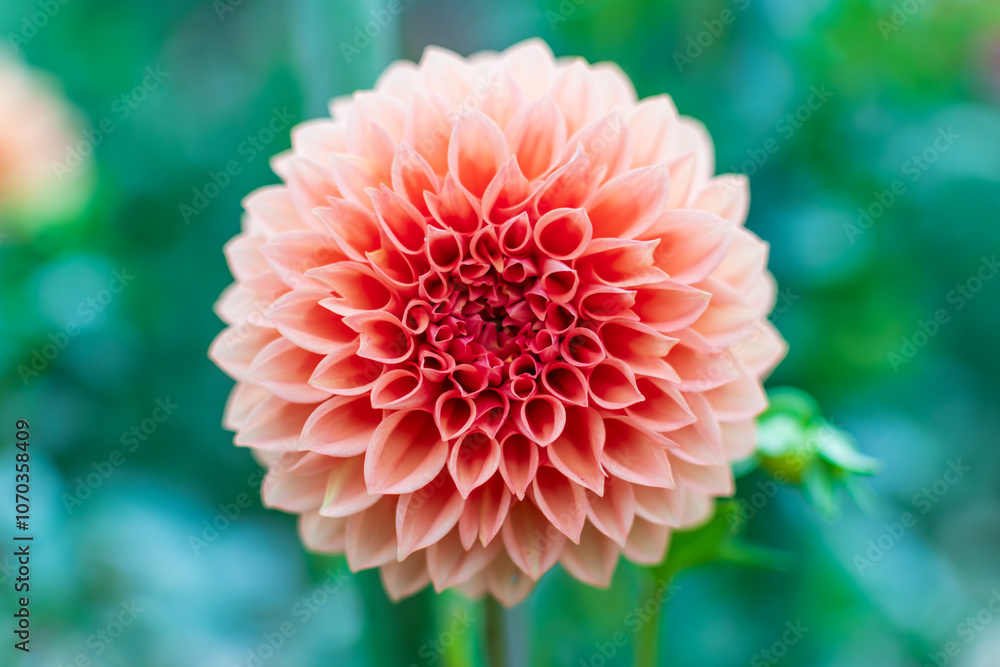 Perfectly Symmetrical Dahlia Blossom Perfectly Symmetrical Dahlia Blossom