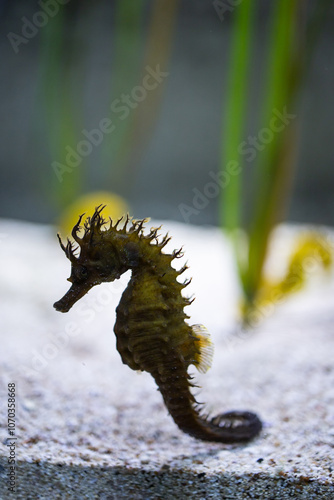 Seahorse fish. Hippocampus. Syngnathidae photo