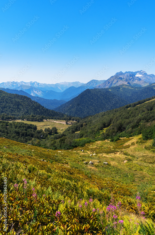 alpine meadow in the mountains alpine meadow in the mountains