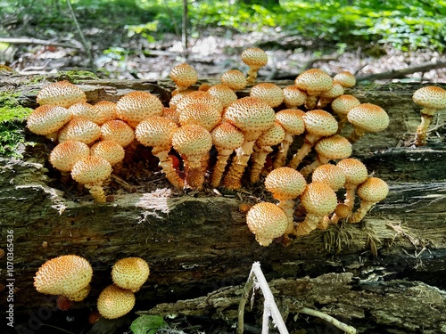 Forest mushrooms on a log