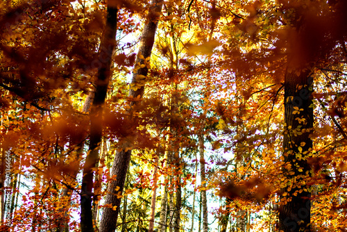 autumn leaves in the park