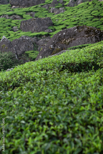 Lush Green Tea Plantation with Rocks in India