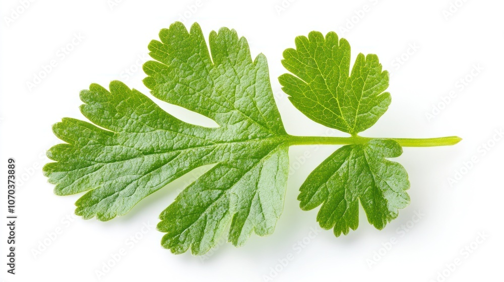 A fresh green cilantro leaf on a white background, ideal for culinary use. A fresh green cilantro leaf on a white background, ideal for culinary use.
