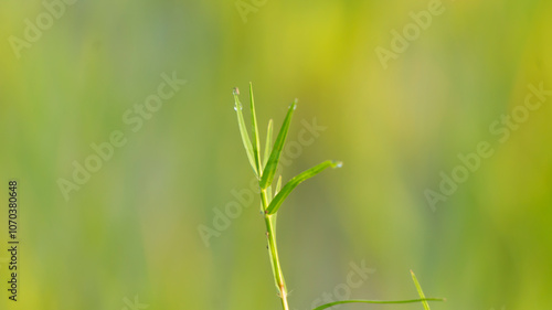 Wild grass in spring. Looks green and is suitable for use as a graphic resource, or desktop background