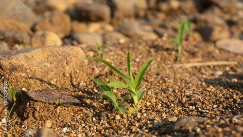 Wild grass in spring. Looks green and is suitable for use as a graphic resource, or desktop background