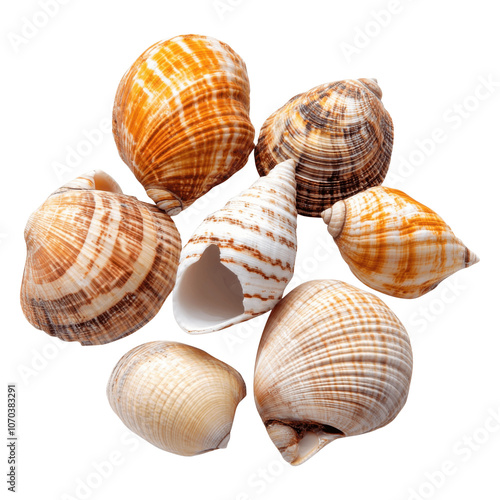 sea shells isolated on white