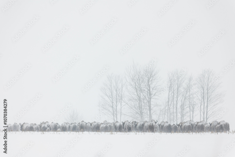 Bison - Bison bonasus during heavy snowfall. Bison - Bison bonasus during heavy snowfall.